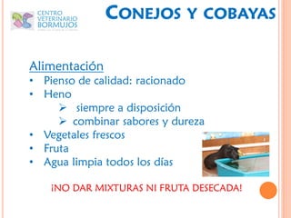 CONEJOS      Y COBAYAS


Alimentación
• Pienso de calidad: racionado
• Heno
      siempre a disposición
      combinar sabores y dureza
• Vegetales frescos
• Fruta
• Agua limpia todos los días

   ¡NO DAR MIXTURAS NI FRUTA DESECADA!
 