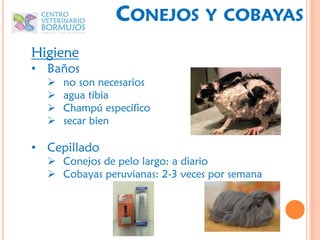 CONEJOS         Y COBAYAS

Higiene
• Baños
     no son necesarios
     agua tibia
     Champú específico
     secar bien

• Cepillado
   Conejos de pelo largo: a diario
   Cobayas peruvianas: 2-3 veces por semana
 