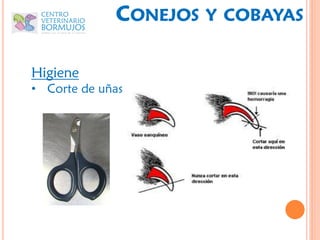 CONEJOS   Y COBAYAS


Higiene
• Corte de uñas
 