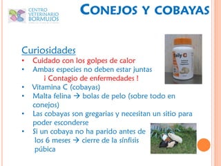 CONEJOS            Y COBAYAS


Curiosidades
•   Cuidado con los golpes de calor
•   Ambas especies no deben estar juntas
        ¡ Contagio de enfermedades !
•   Vitamina C (cobayas)
•   Malta felina  bolas de pelo (sobre todo en
    conejos)
•   Las cobayas son gregarias y necesitan un sitio para
    poder esconderse
•   Si un cobaya no ha parido antes de
     los 6 meses  cierre de la sínfisis
     púbica
 