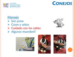 CONEJOS

Manejo
   Son presa
   Coces y saltos
   Cuidado con los cables
   Algunos muerden!!
 
