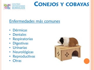 CONEJOS    Y COBAYAS


Enfermedades más comunes

•   Dérmicas
•   Dentales
•   Respiratorias
•   Digestivas
•   Urinarias
•   Neurológicas
•   Reproductivas
•   Otras
 