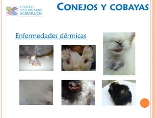 CONEJOS     Y COBAYAS


Enfermedades dérmicas
 