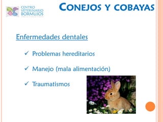 CONEJOS         Y COBAYAS


Enfermedades dentales

   Problemas hereditarios

   Manejo (mala alimentación)

   Traumatismos
 