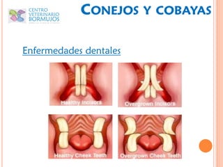 CONEJOS     Y COBAYAS


Enfermedades dentales
 