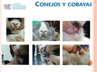 CONEJOS   Y COBAYAS
 