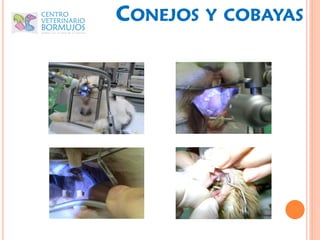 CONEJOS   Y COBAYAS
 