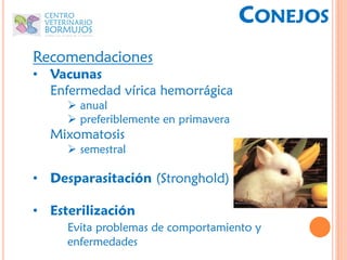 CONEJOS
Recomendaciones
• Vacunas
  Enfermedad vírica hemorrágica
      anual
      preferiblemente en primavera
  Mixomatosis
      semestral

• Desparasitación (Stronghold)

• Esterilización
     Evita problemas de comportamiento y
     enfermedades
 