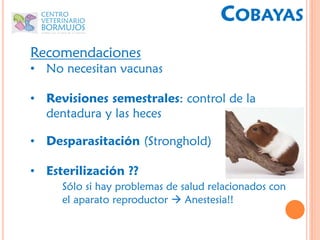 COBAYAS
Recomendaciones
• No necesitan vacunas

• Revisiones semestrales: control de la
  dentadura y las heces

• Desparasitación (Stronghold)

• Esterilización ??
     Sólo si hay problemas de salud relacionados con
     el aparato reproductor  Anestesia!!
 