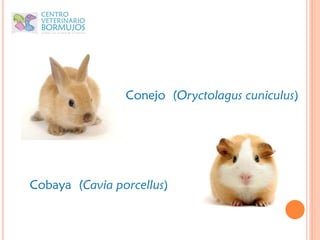 Conejo (Oryctolagus cuniculus)




Cobaya (Cavia porcellus)
 