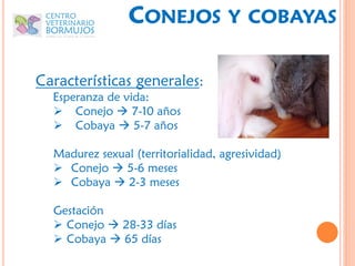 CONEJOS             Y COBAYAS


Características generales:
  Esperanza de vida:
   Conejo  7-10 años
   Cobaya  5-7 años

  Madurez sexual (territorialidad, agresividad)
   Conejo  5-6 meses
   Cobaya  2-3 meses

  Gestación
   Conejo  28-33 días
   Cobaya  65 días
 