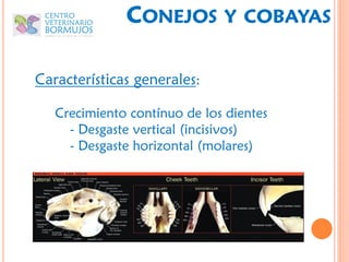 CONEJOS         Y COBAYAS


Características generales:

   Crecimiento contínuo de los dientes
     - Desgaste vertical (incisivos)
     - Desgaste horizontal (molares)
 