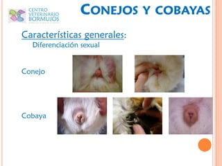 CONEJOS      Y COBAYAS
Características generales:
  Diferenciación sexual


Conejo




Cobaya
 