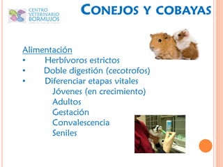 CONEJOS         Y COBAYAS


Alimentación
•    Herbívoros estrictos
•    Doble digestión (cecotrofos)
•    Diferenciar etapas vitales
       Jóvenes (en crecimiento)
       Adultos
       Gestación
       Convalescencia
       Seniles
 