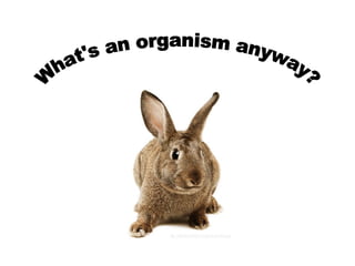 What's an organism anyway? 