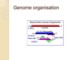 Genome organisation
 