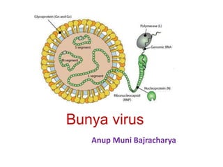 Bunya virus
Anup Muni Bajracharya
 