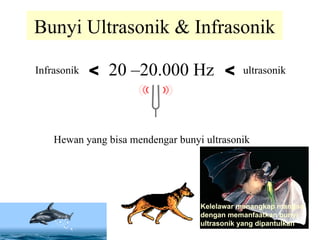 Bunyi Ultrasonik & Infrasonik Kelelawar menangkap mangsa dengan memanfaatkan bunyi ultrasonik yang dipantulkan 20 –20.000 Hz < < Infrasonik ultrasonik Hewan yang bisa mendengar bunyi ultrasonik 