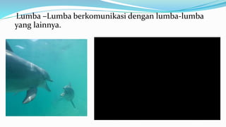 Lumba –Lumba berkomunikasi dengan lumba-lumba
yang lainnya.
 