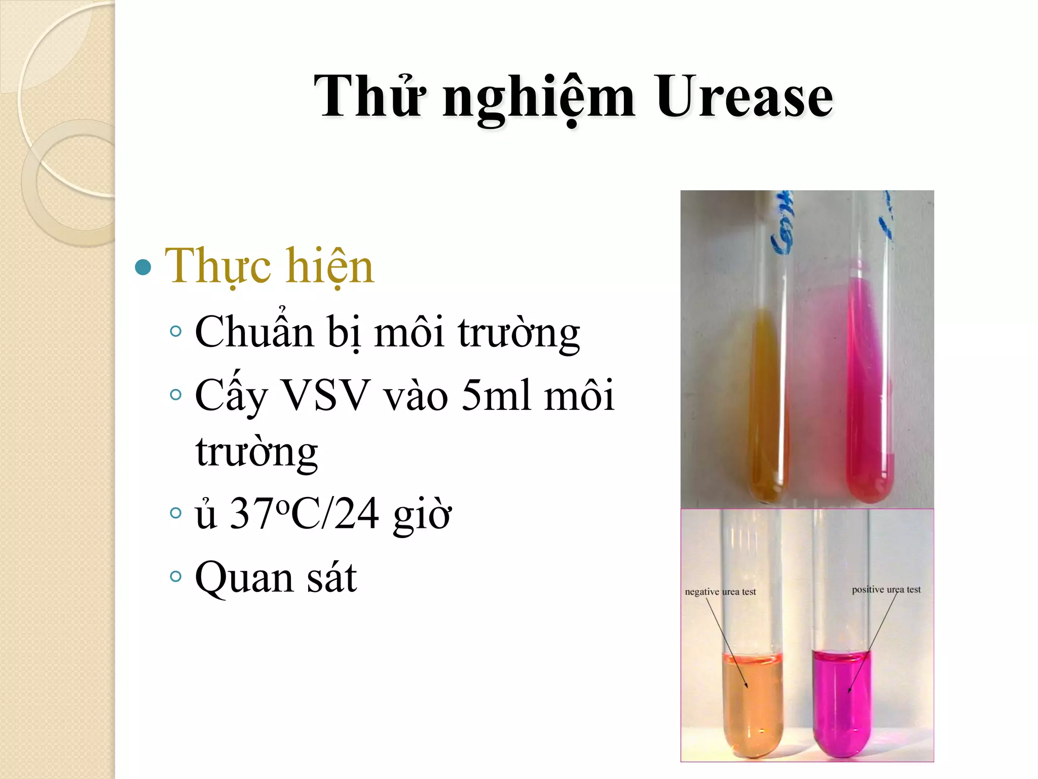 thử nghiệm sinh hoá | PDF