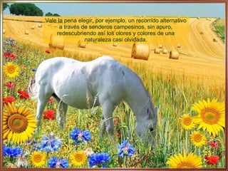 Vale la pena elegir, por ejemplo, un recorrido alternativo a través de senderos campesinos, sin apuro, redescubriendo así los olores y colores de una naturaleza casi olvidada. 