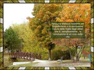 Nessuna tristezza neanche per l’ingiallimento e la successiva  caduta delle foglie dagli alberi  che è, semplicemente , la conclusione di un ciclo della vita. 