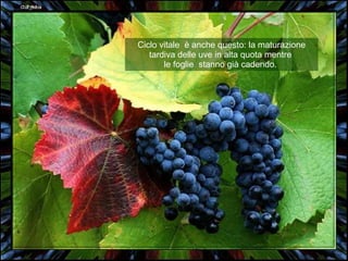 Ciclo vitale  è anche questo: la maturazione tardiva delle uve in alta quota mentre  le foglie  stanno già cadendo.  