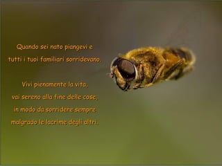 Quando sei nato piangevi eQuando sei nato piangevi e
tutti i tuoi familiari sorridevano.tutti i tuoi familiari sorridevano.
Vivi pienamente la vita,Vivi pienamente la vita,
vai sereno alla fine delle cose,vai sereno alla fine delle cose,
in modo da sorridere semprein modo da sorridere sempre
malgrado le lacrime degli altri.malgrado le lacrime degli altri.
 