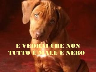 E VEDRAI CHE NON
TUTTO È MALE E NERO

 