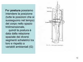 Per postura possiamo
intendere la posizione
(tutte le posizioni che si
susseguono nel tempo)
del corpo nello spazio
tridimensionale,
    quindi la postura è
data dalla relazione
spaziale dei diversi
segmenti scheletrici tra
loro e rispetto a
variabili ambientali (G)


                             13
 