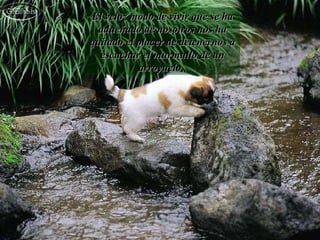 El veloz modo de vivir que se ha adueñado de nosotros nos ha quitado el placer de detenernos a escuchar el murmullo de un arroyuelo,  
