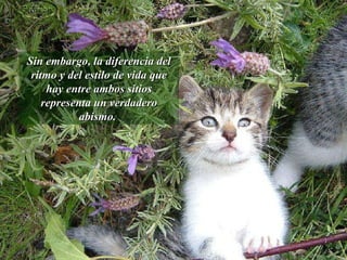 Sin embargo, la diferencia del ritmo y del estilo de vida que hay entre ambos sitios representa un verdadero abismo.  