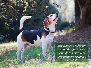 Auguramos a todos un saludable paseo en medio de la naturaleza, para recuperar calma y serenidad.  