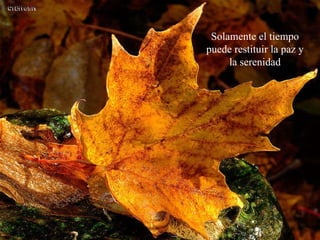 Solamente el tiempo puede restituir la paz y la serenidad 