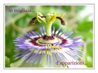 d’apparizioni… in migliaia… 