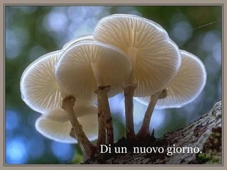 Di un  nuovo giorno. 