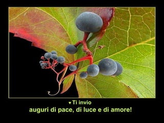 ♥  Ti invio   auguri di pace, di luce e di amore! 