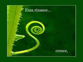 Essa rinasce…  cresce, 