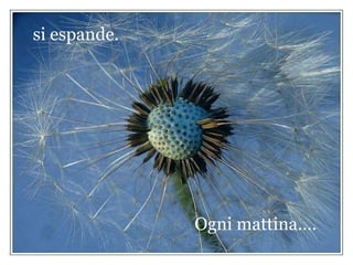 si espande. Ogni mattina.... 