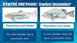 Buoyancy -Osmoregulation. Presentation.. | PDF