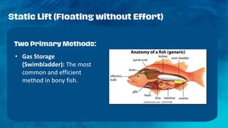 Buoyancy -Osmoregulation. Presentation.. | PDF