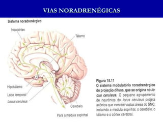 VIAS NORADRENÉGICAS 