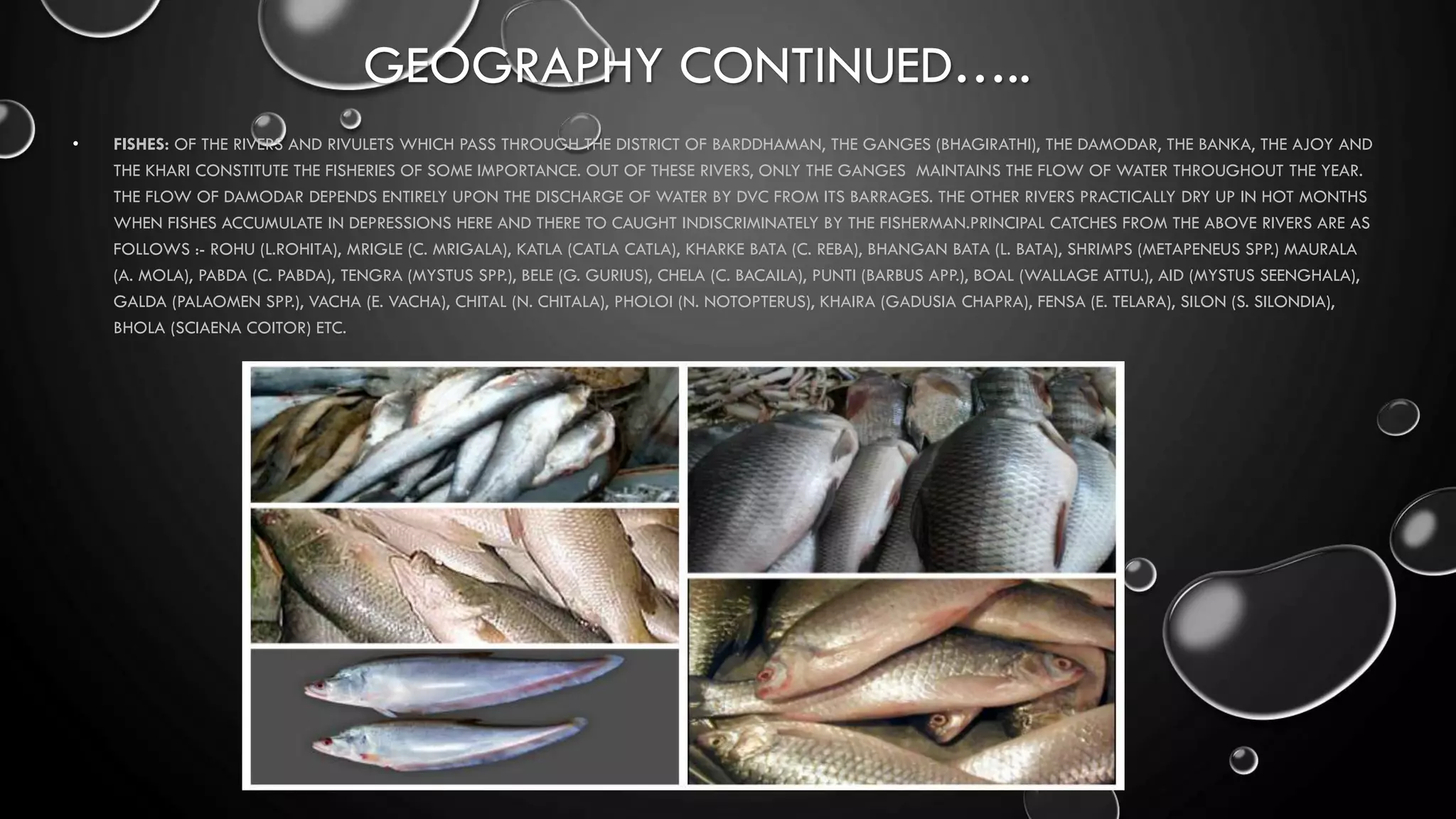 GEOGRAPHY CONTINUED…..
• FISHES: OF THE RIVERS AND RIVULETS WHICH PASS THROUGH THE DISTRICT OF BARDDHAMAN, THE GANGES (BHAGIRATHI), THE DAMODAR, THE BANKA, THE AJOY AND
THE KHARI CONSTITUTE THE FISHERIES OF SOME IMPORTANCE. OUT OF THESE RIVERS, ONLY THE GANGES MAINTAINS THE FLOW OF WATER THROUGHOUT THE YEAR.
THE FLOW OF DAMODAR DEPENDS ENTIRELY UPON THE DISCHARGE OF WATER BY DVC FROM ITS BARRAGES. THE OTHER RIVERS PRACTICALLY DRY UP IN HOT MONTHS
WHEN FISHES ACCUMULATE IN DEPRESSIONS HERE AND THERE TO CAUGHT INDISCRIMINATELY BY THE FISHERMAN.PRINCIPAL CATCHES FROM THE ABOVE RIVERS ARE AS
FOLLOWS :- ROHU (L.ROHITA), MRIGLE (C. MRIGALA), KATLA (CATLA CATLA), KHARKE BATA (C. REBA), BHANGAN BATA (L. BATA), SHRIMPS (METAPENEUS SPP.) MAURALA
(A. MOLA), PABDA (C. PABDA), TENGRA (MYSTUS SPP.), BELE (G. GURIUS), CHELA (C. BACAILA), PUNTI (BARBUS APP.), BOAL (WALLAGE ATTU.), AID (MYSTUS SEENGHALA),
GALDA (PALAOMEN SPP.), VACHA (E. VACHA), CHITAL (N. CHITALA), PHOLOI (N. NOTOPTERUS), KHAIRA (GADUSIA CHAPRA), FENSA (E. TELARA), SILON (S. SILONDIA),
BHOLA (SCIAENA COITOR) ETC.
 