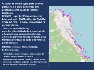 O litoral de Burela, agás parte da zona
portuaria e a praia da Marosa está
protexido como Lugar de Interese
Xeolóxico.
XEOSITE (Lugar Xeolóxico de Interese
Internacional), AL002e (Geosite OV003e)
ZONA DE CIZALLA BASAL DO MANTO DE
MONDOÑEDO:
1-Costa da provincia de Lugo
entre Foz e Burela (Praia de Areoura): desde
o Perdouro ata a punta do Coto Branco.
2-Costa da provincia de Lugo en Burela. Dous
tramos: do Perdouro ao porto e do Portelo á
punta das Laxes
Interese: Tectónico. Xeomorfolóxico.
Sedimentolóxico.
-Unidade Xeolóxica: Estruturas e formacións do
Oróxeno Varisco no Macizo Ibérico.
Afloramentos de xistos e cuarcitas cámbricas que
amosan os efectos da segunda fase da deformación
varisca. Aparecen numerosos pregues.
2
2
1
 