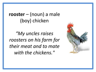 rooster– (noun) a male (boy) chicken“My uncles raises roosters on his farm for their meat and to mate with the chickens."