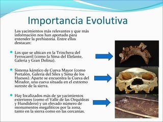 Importancia Evolutiva
Los yacimientos más relevantes y que más
información nos han aportado para
entender la prehistoria. Entre ellos
destacan:
 Los que se ubican en la Trinchera del
Ferrocarril (como la Sima del Elefante,
Galería y Gran Dolina).
 Sistema kárstico de Cueva Mayor (como
Portalón, Galería del Sílex y Sima de los
Huesos). Aparte se encuentra la Cueva del
Mirador, una cueva situada en el extremo
sureste de la sierra.
 Hay localizados más de 50 yacimientos
exteriores (como el Valle de las Orquídeas
y Hundidero) y un elevado número de
monumentos megalíticos por la zona,
tanto en la sierra como en las cercanías.
 
