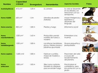 Nombre
Capacidad
cráneal Envergadura Herramientas Aspectos Sociales Fotos
Australopitecos 415 cm³ 1,20 m Su cerebro Su vida se desarrolla
en los árboles y se
relacionan con sus
semejantes.
Homo hábilis 650 cm³ 1,5m Utensilios de piedra
(tallada)
mayor inteligencia y
bipedismo y
desarrollo del
lenguaje.
Homo erectus 850 cm³ 1,80 m Piedras y fuego Diformismo social
Homo
neardentalensis
1550 cm³ 1,65 m Producidas usando
martillos de hueso o
madera
Enterraban a los
muertos
Homo
heidelbergensis
1350 cm³ 1,80 m Los bifaces hendidores,
picos y triedros lanzas y
jabalinas apuntadas
Grupos pequeños y
jerarquizados
Homo sapiens 1.600 cm3 1,80 m Fabrican cuchillos,
mazos de madera y
lanzas.
Prescinden del vello
a causa del
recalentamiento
del planeta.
Homo
antecesor
1000 cm³ 1,85 m Sílex como cortante,
también la utilizaban
para encender fuego
Practicaban el
canibalismo, pero
era protector con su
grupo.
 