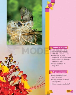 101101
O que você sabe?
• Qual é a função da flor
para a planta?
• Como nascem os filhotes
de beija-flor?
• Como nascem as plantas?
• O que o beija-flor está
fazendo?
• Como são as flores
mostradas na imagem? Que
estruturas você consegue
identificar nela?
• Como é o filhote do
beija-flor?
Lendo as imagens
PDF_100-113-U7-BUCIE5-M.indd 101 10/30/13 3:17 PM
 