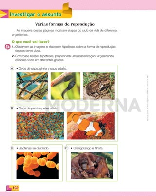 Reproduçãoproibida.Art.184doCódigoPenaleLei9.610de19defevereirode1998.
102
Investigar o assunto
Várias formas de reprodução
As imagens destas páginas mostram etapas do ciclo de vida de diferentes
organismos.
O que você vai fazer?
1. Observem as imagens e elaborem hipóteses sobre a forma de reprodução
desses seres vivos.
2. Com base nessas hipóteses, proponham uma classificação, organizando
os seres vivos em diferentes grupos.
• Ovos de sapo, girino e sapo adulto.
• Ovos de peixe e peixe adulto.
• Bactérias se dividindo. • Orangotango e filhote.
A
B
C D
PDF_100-113-U7-BUCIE5-M.indd 102 10/30/13 4:00 PM
 