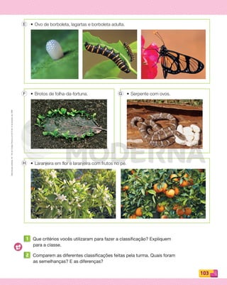 Reproduçãoproibida.Art.184doCódigoPenaleLei9.610de19defevereirode1998.
103
• Ovo de borboleta, lagartas e borboleta adulta.
• Laranjeira em flor e laranjeira com frutos no pé.
• Brotos de folha-da-fortuna. • Serpente com ovos.
1 Que critérios vocês utilizaram para fazer a classificação? Expliquem
para a classe.
2 Comparem as diferentes classificações feitas pela turma. Quais foram
as semelhanças? E as diferenças?
E
F G
H
PDF_100-113-U7-BUCIE5-M.indd 103 10/30/13 3:18 PM
 